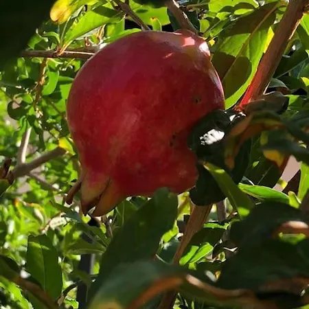 Апартаменты 3 Odali Bahceli Bbq Kalbinde Ev Анталья