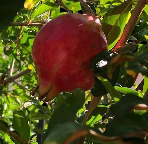 Apartament 3 Odali Bahceli Bbq Kalbinde Ev Antalya